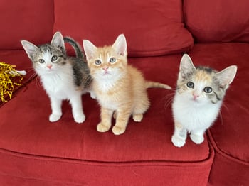 Kitten Trio